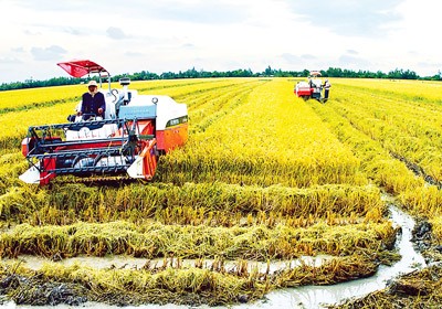 Harvesting rice in the Mekong Delta (Photo: SGGP)